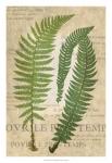 Fern Folio III