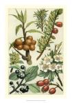 Fruits & Foliage III