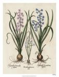 Besler Hyacinth I