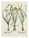 Besler Narcissus I