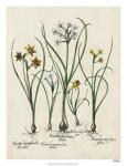 Besler Narcissus II