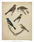 Bonapart Birds I