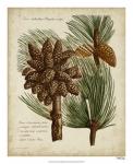 Antique Conifers I