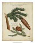 Antique Conifers III