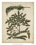 Antique Conifers IV