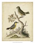 Edwards Bird Pairs VII