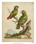 Edwards Parrots VI