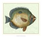 Butterfly Fish I