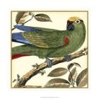 Tropical Parrot I