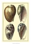 Classic Shells I