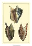 Classic Shells II