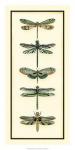 Dragonfly Collector II