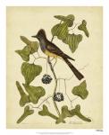 Catesby Crest. Fly-Catcher, Pl. T52