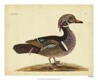 Catesby Summer Duck, Pl. T97