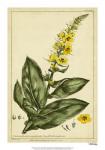 Verbascum, Pl. CCLXXIII