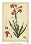 Watsonia, Pl. CCLXXVI