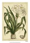 Crinum, Pl. CX