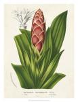 Tropical Bromeliad I