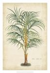 Palm of the Tropics III
