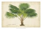 Palm of the Tropics V