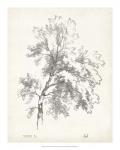 Ash Tree Study