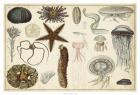 Antique Sealife Chart