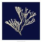 Seaweed on Navy II