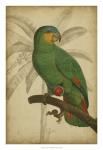 Parrot and Palm I