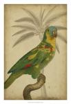 Parrot and Palm II