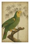 Parrot and Palm IV