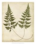 Fern Portfolio I