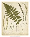 Fern Portfolio II