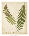 Fern Portfolio III