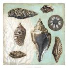 Antique Shell Collage II