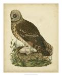 Antique Nozeman Owl I
