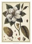 Ivory Botanical Study I