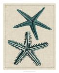 Coastal Starfish I