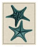 Coastal Starfish II