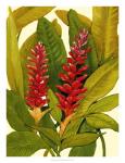 Tropical Red Ginger