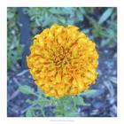 Marigold I