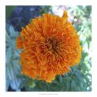 Marigold III