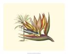 Bird of Paradise I