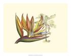 Bird of Paradise II