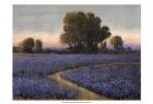 Blue Bonnet Field I