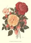 Vintage Roses I