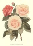 Vintage Roses II