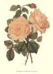 Vintage Roses III