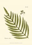 Small Antique Fern I