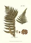 Small Antique Fern III