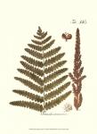 Small Antique Fern VI